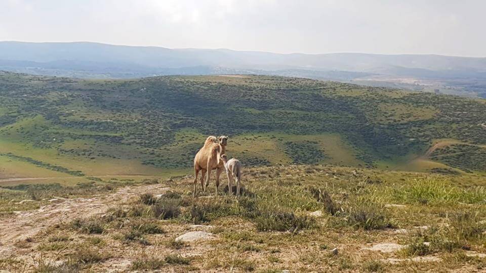 56161860_948553725349270_8537753135945351168_n